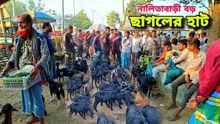 দেশি ছাগলের রাজ্য নালিতাবাড়ী হাট | goat market price in Bangladesh sherpur | Bangla cow