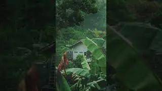 Deep Relaxation: Calming Rainforest Sounds for Meditation