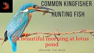 Common kingfisher bird catching a fish