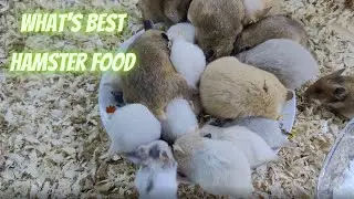 What's the best food for syrian hamster #funnyhamsters #cuteanimals #cutemoments #hamsterpet #happy