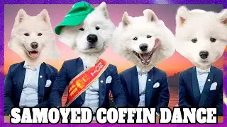 Astronomia Coffin Dance - SAMOYED the dog version