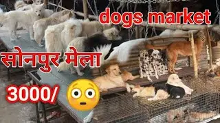 कुत्ता बाजार सोनपुर मेला 2022।Sonpur mela 2022|