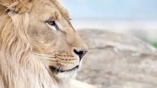 Guided Meditation for Courage ~ Lion Spirit ~ Journey Within ~