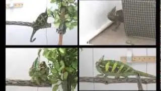 Chameleons communicate with complex colour changes during contests