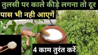 2 दिनो मे सूखते तुलसी का पौधा जंगल सा घना हो गया ,काले कीड़े फंगस भगाने का घरेलू उपाय