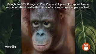 Say hello to Amelia at the OFI Orangutan Care Centre
