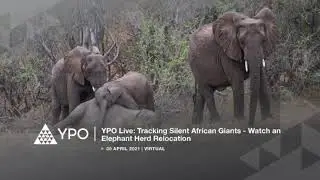 YPO Live: Elephant Relocation - Event Marketing Video
