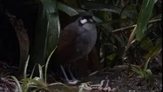 Jocotoco Antpitta, Tapichalaca Reserve, Southern Ecuador
