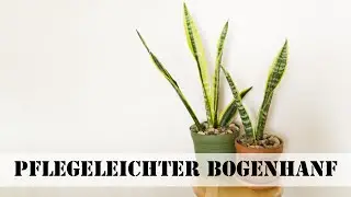 Bogenhanf: robuste & pfelgeleichte Zimmerpflanze