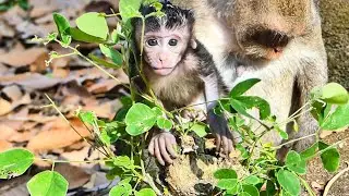Gorgeous marvelous adorable beautiful lovely baby monkey Jiva most active playful