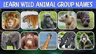 Animal Group Names | Wild Animal Group Names | Animal Names | Lion, Tiger, Giraffe, Elephant, Zebra