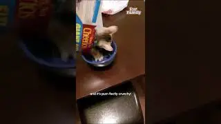 Funny Kitten Enjoys Cereal Box