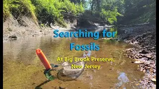 Fossil Hunting in NJ: Back at Big Brook Preserve