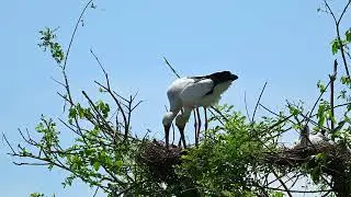 This Tree Is Packed With Surprising Visitors Avain Sanctuary Bird EP18