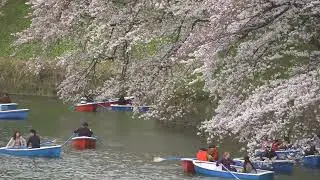 Sailing through Japan's BUSIEST Cherry Blossom Season