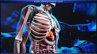 Respiratory System in SINDHI language