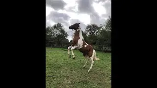 Pr&eacute;sentation de ma chaine &eacute;questre