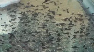 How To Take Care Of Tadpoles Y2 - E2 -