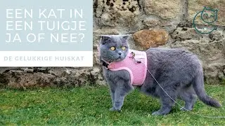EEN KAT IN EEN TUIGJE, JA OF NEE? - De gelukkige huiskat - Kattengedrag