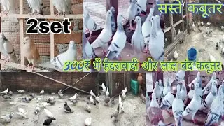 For sale 2 set gardan kabuter Firozabad or Amroha ke contact No.1️⃣70376357752️⃣ 9412494468