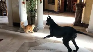 Playful Cat Chases Pouncing and Bouncing Great Dane