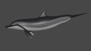 Dolphin swimming cycle