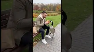 brave duck #funnyvideo #memes #duck