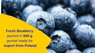 fresh Blueberry packed in 500g punnet ready for export from Poland in carton box