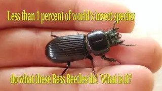 Bess Beetles are the BEST Parents in insect World! What insects do this? Family Passalidae.