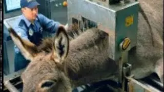Making of Donkey Lather To Laxery Shoes inside a Factory process 