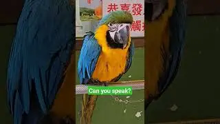 Parrots in Sai kung, Hong Kong #parrot #birds #copycat #pets #cute #funny #shorts #viral #mrbeast