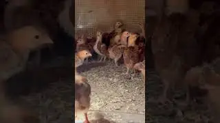 7 day old chicks