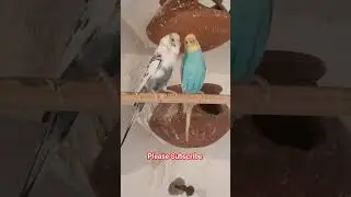Pied and Spangle Budgies Breeding Progress #bajritote