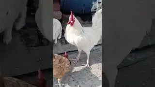 white murgha for sale(1)