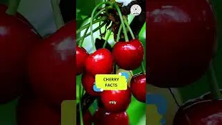 Cherry Facts #shorts #fruit #facts #cherry