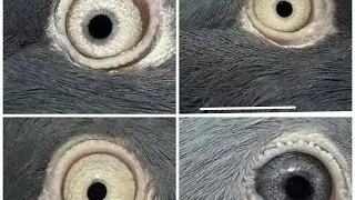 Top quality Tumbler Pigeon eye sign
