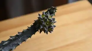 Caralluma burchardii part 2