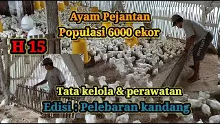 Merawat Ayam Pejantan dari kecil hingga siap panen I Pelebaran Kandang Ayam Pejantan I Day 15