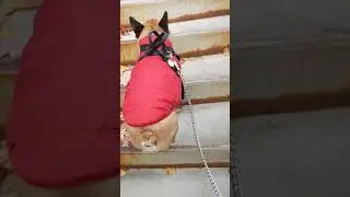 Up the stairs with Frodo the Frenchie #shorts #dog