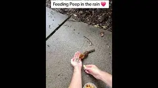 Mrs Peep my chipmunk friend in the rain. ##critterfeeder #chipmunk #handfeeding #wildlife #Peep