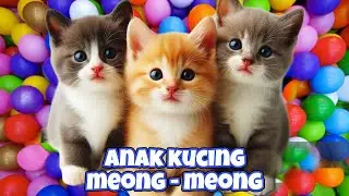 ANAK KUCING MEONG MEONG‼️ ANAK KUCING GEMOY‼️KUCING MEONG MEONG #kucinglucu #77