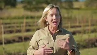 Our Farm Tour with Dee Ann - Lemon Myrtle