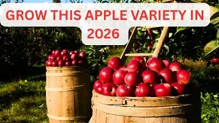 Планируете на 2026 год? Вот самый прибыльный сорт яблок для выращивания в Кении (подробный анализ...