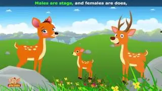 Deer Animal Rhymes in Ultra HD (4K)