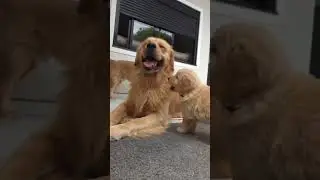 🐩🐩🐩🐕#dogs #workout #viralshow #tamil #dubbing #dogcomedy #doglife #love #pets
