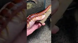 survival Tv - Imagine this centipede crawling in your hand😱#