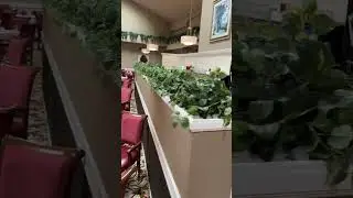 Cleaning artificial Plants- Installation for restaurant