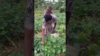 African Village Mum & Daughter 🌱 Harvesting Vegetables ❤️ True Superwoman #shorts #viralshorts