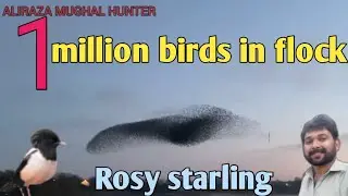 Rosy starling voice 3 May 2022 .1 million birds flock | روزی تلیر ۔ڈبہ تلیر