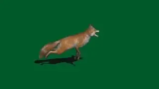 Fox Green Screen video Effects 2019 Teelsingh